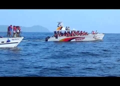 Ballena jorobada saltando en la provincia de Samana region nordeste Republica Dominicana