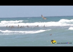 Playa Guayacanes, biodiversidad, San Pedro de Macors, Repblica Dominicana